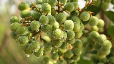 Soapberry Tree Growers Guide, Soap Nut Uses & More! - Tree To Tub